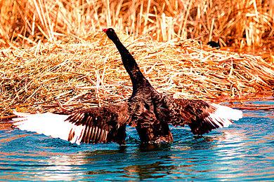 《影之刃零》新情报 游戏规模介于魂游和大型RPG之间